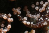 Nectriopsis lecanodes